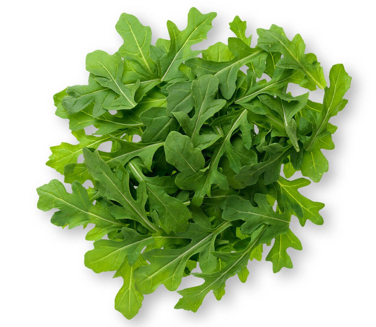 Arugula (Rocket)