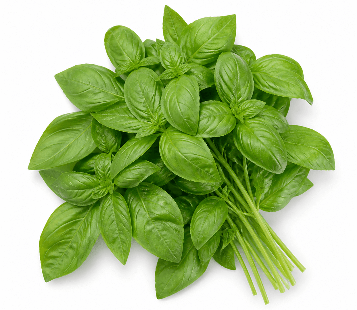 Basil