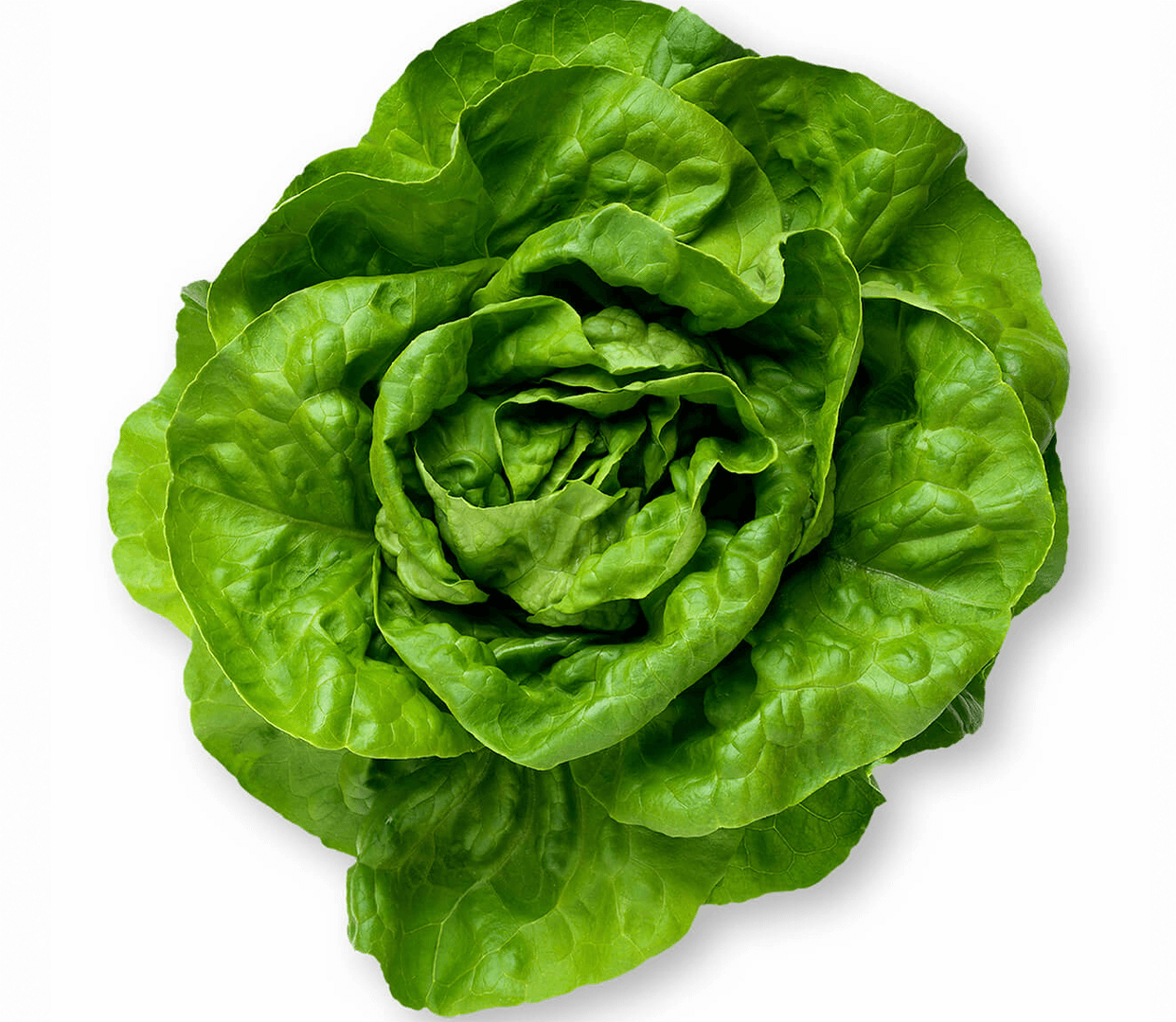 Lettuce (Butterhead)