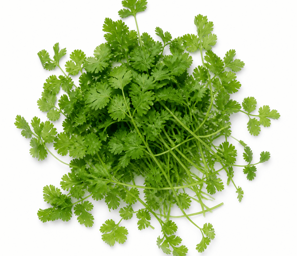 Cilantro