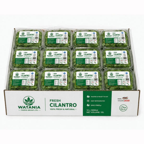 Cilantro - Box