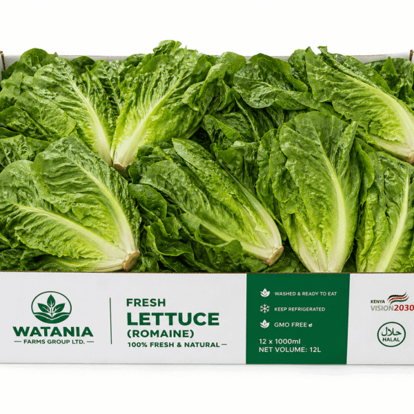 Lettuce (Romaine)