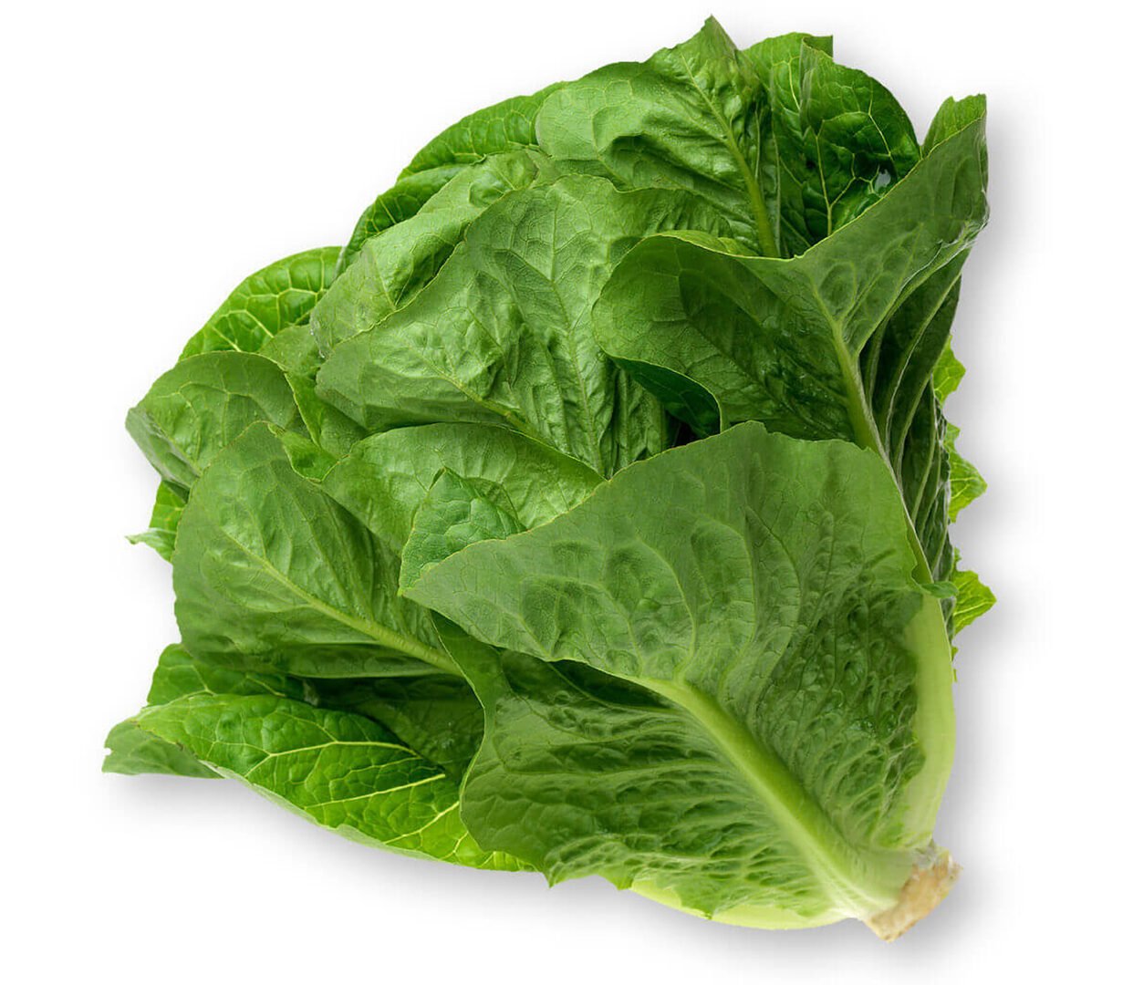 Lettuce (Romaine)