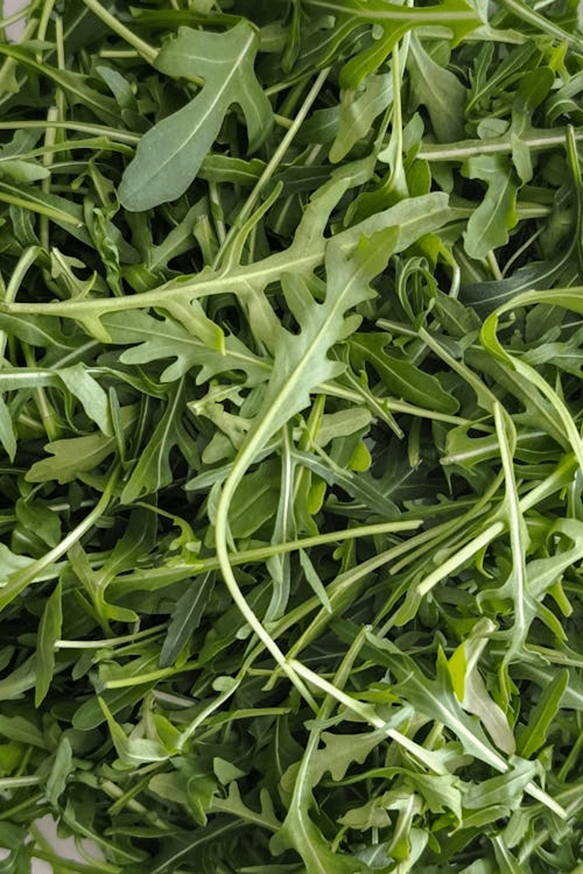 Arugula (Rocket) Growing