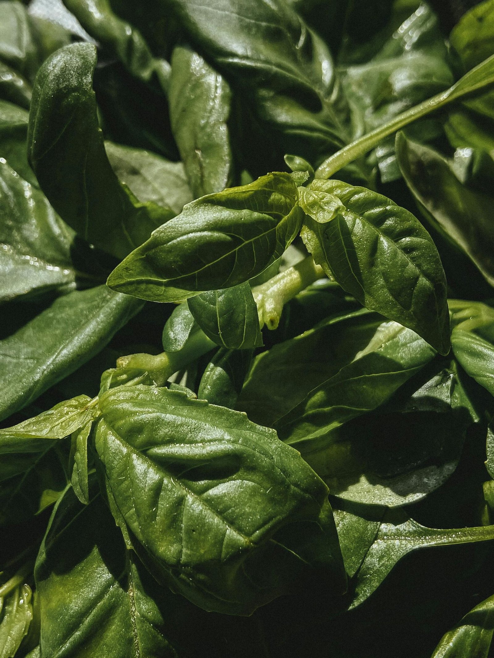 Basil Growing