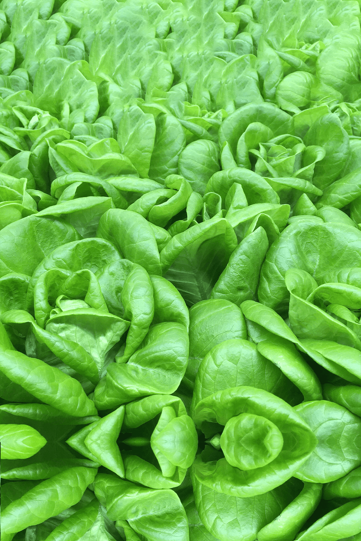 Lettuce (Butterhead) Growing