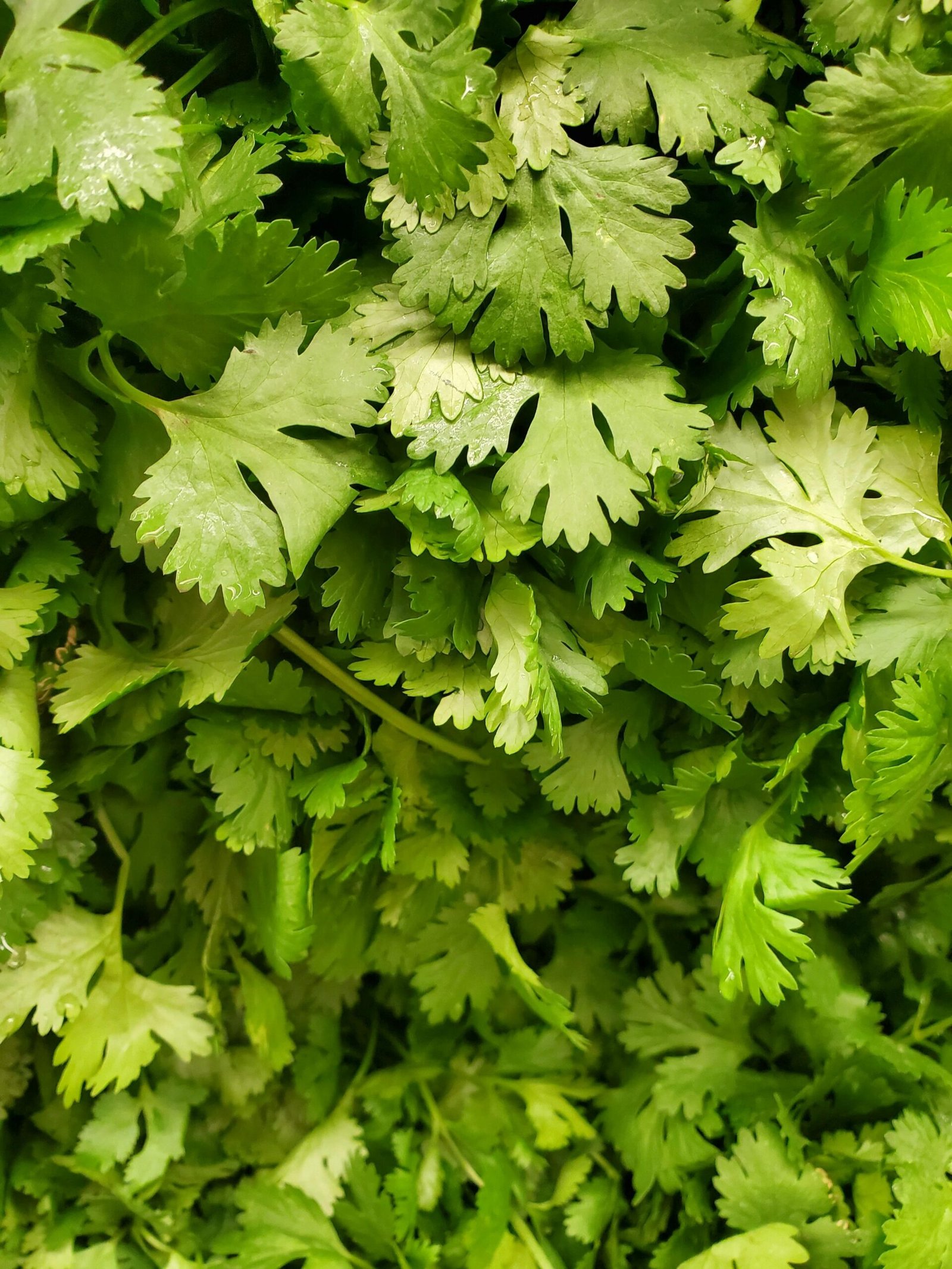 Cilantro Growing