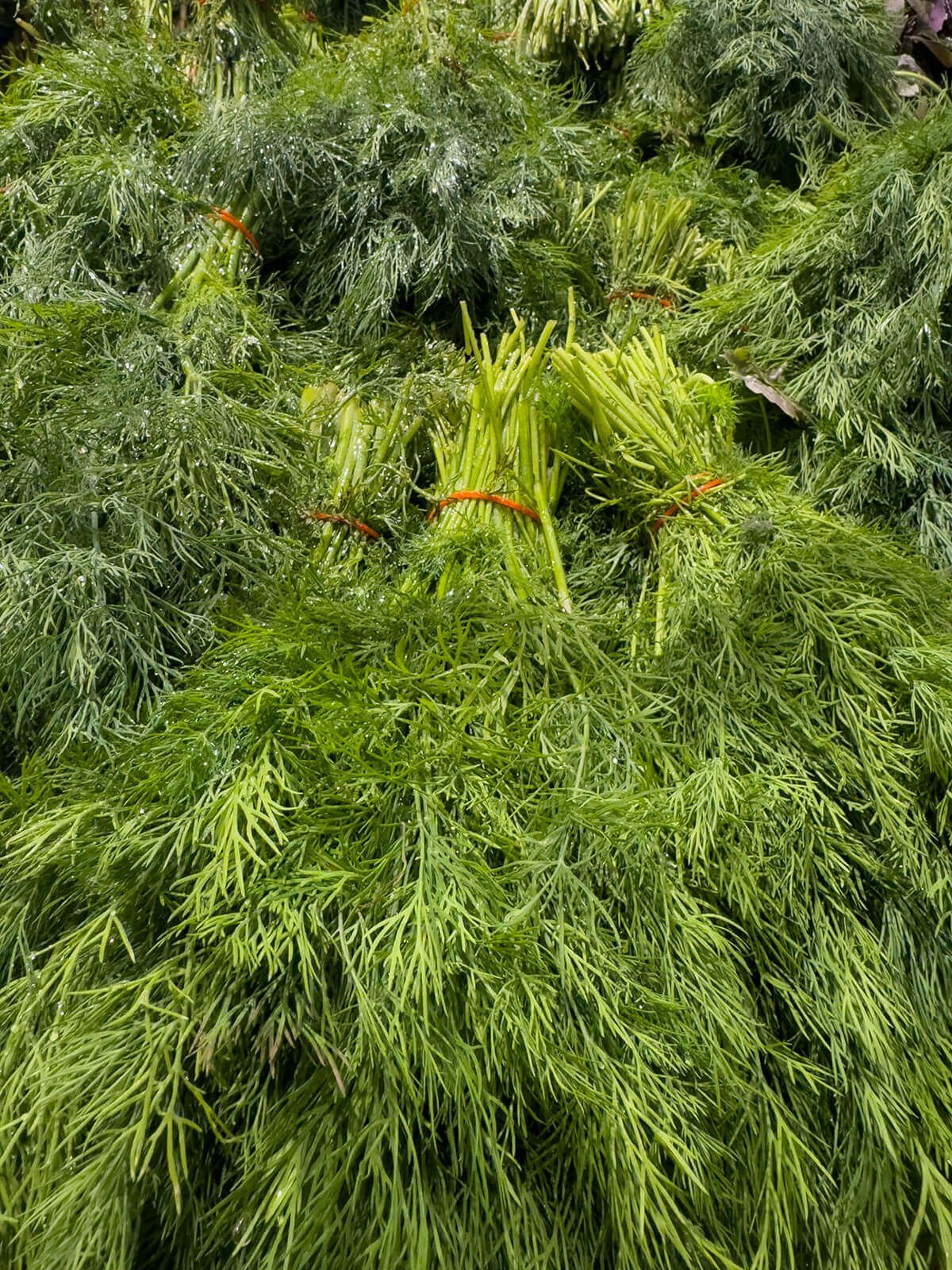 Dill Growing