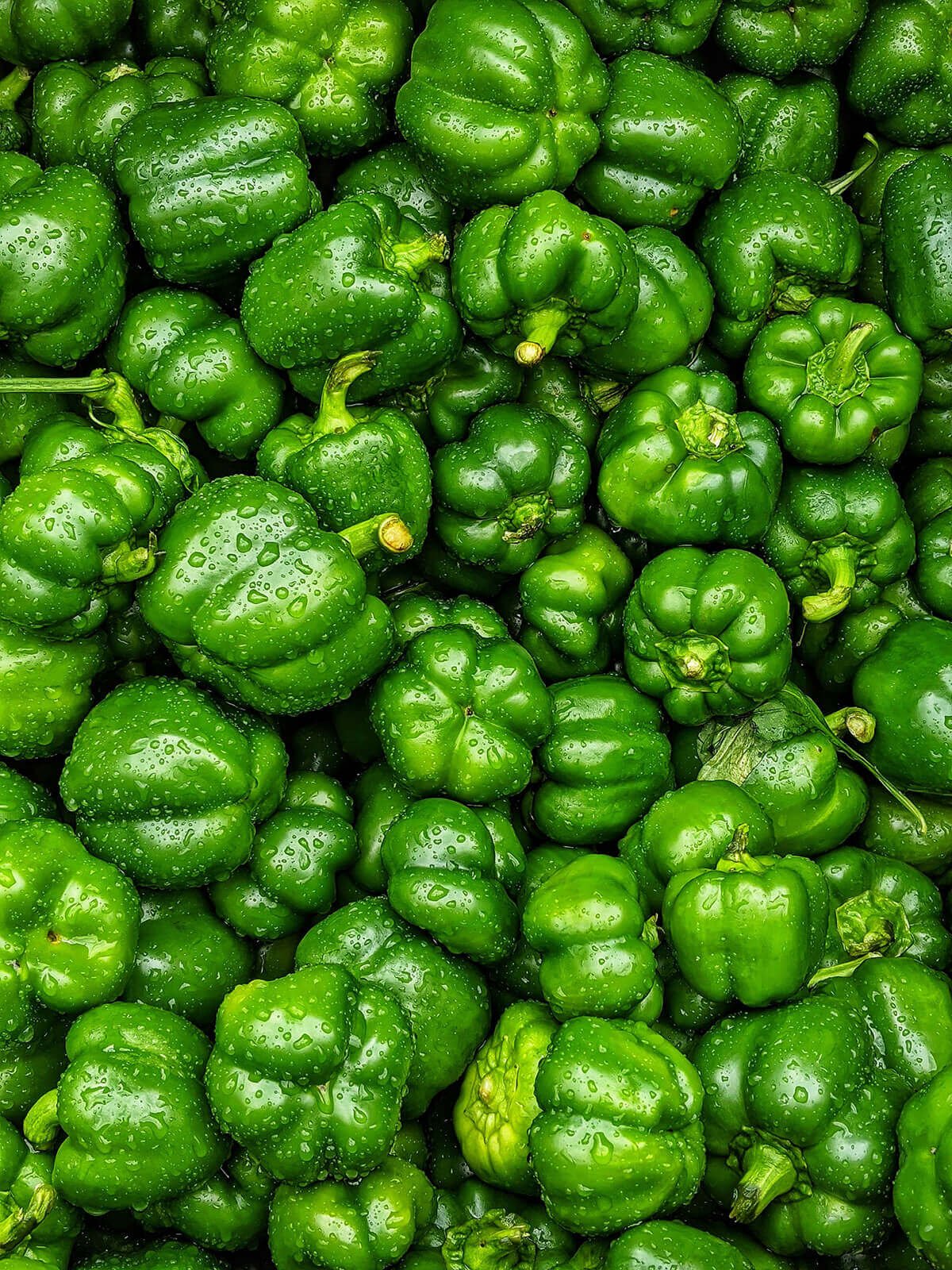 Bell Pepper (Green) Growing