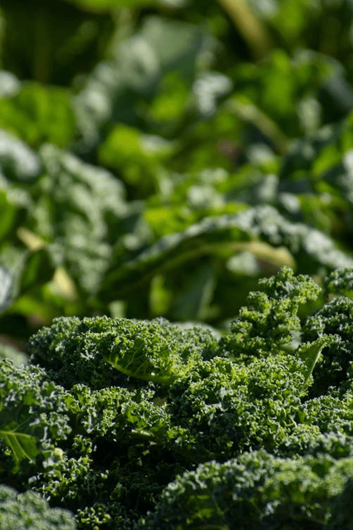 Kale Growing