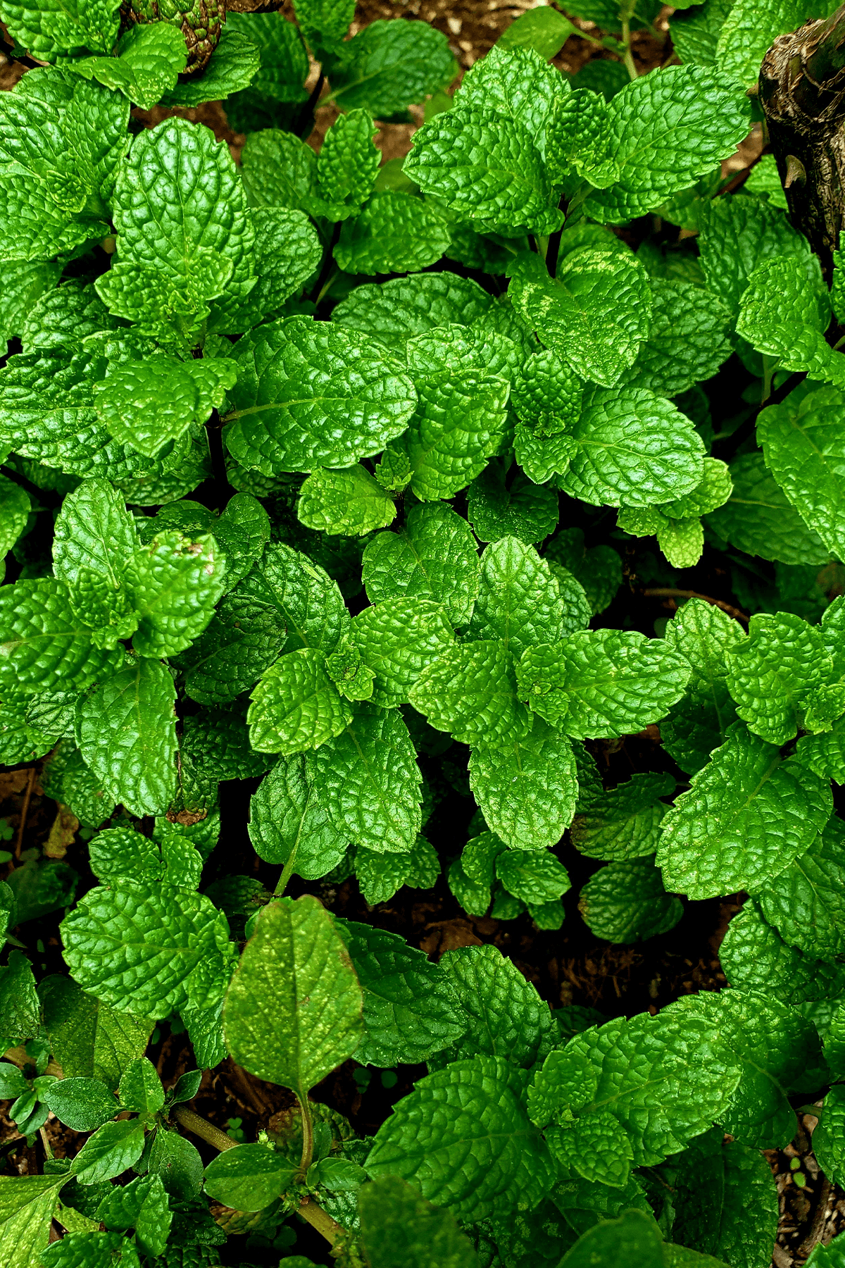 Mint Growing