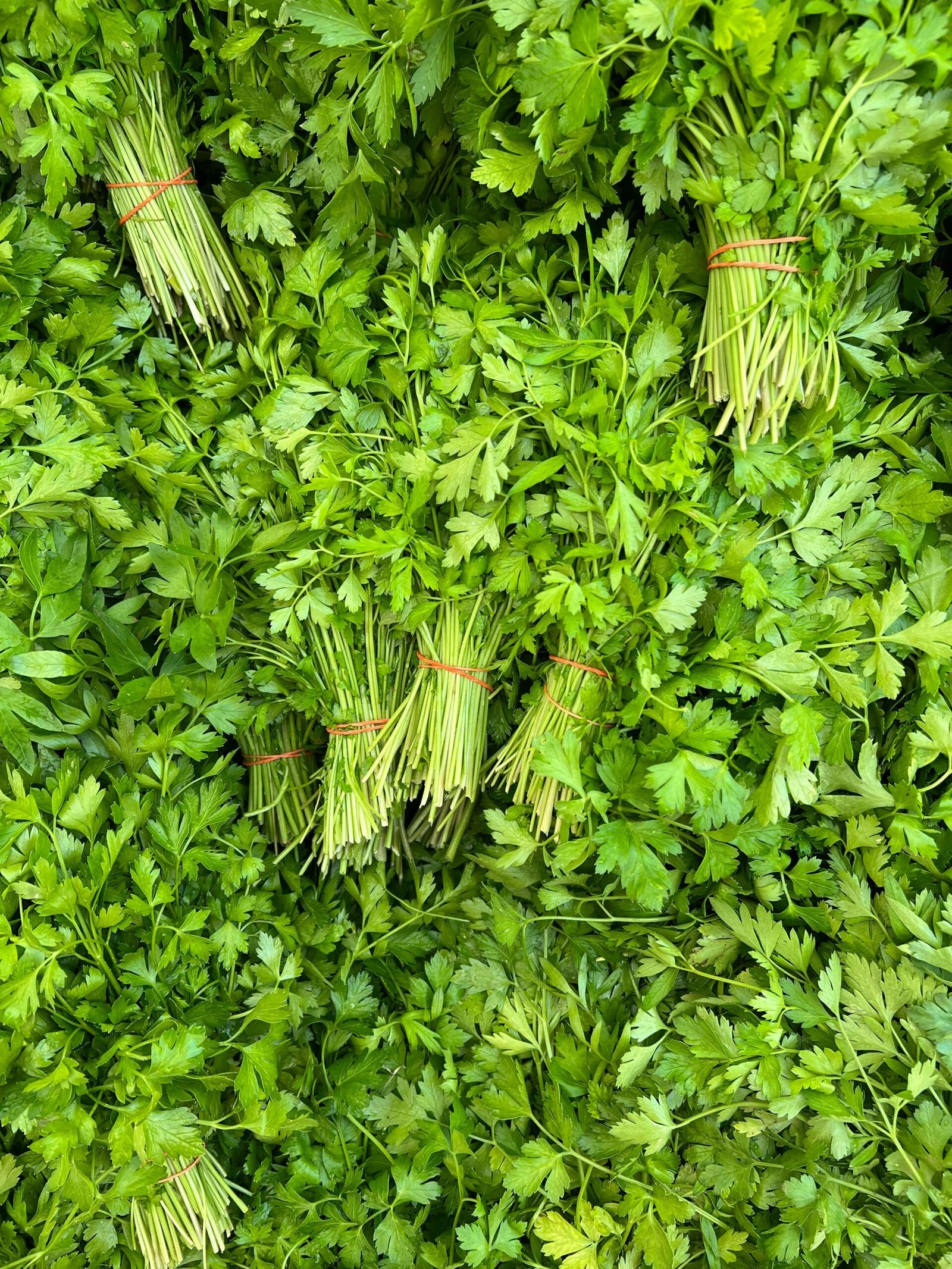 Parsley Growing