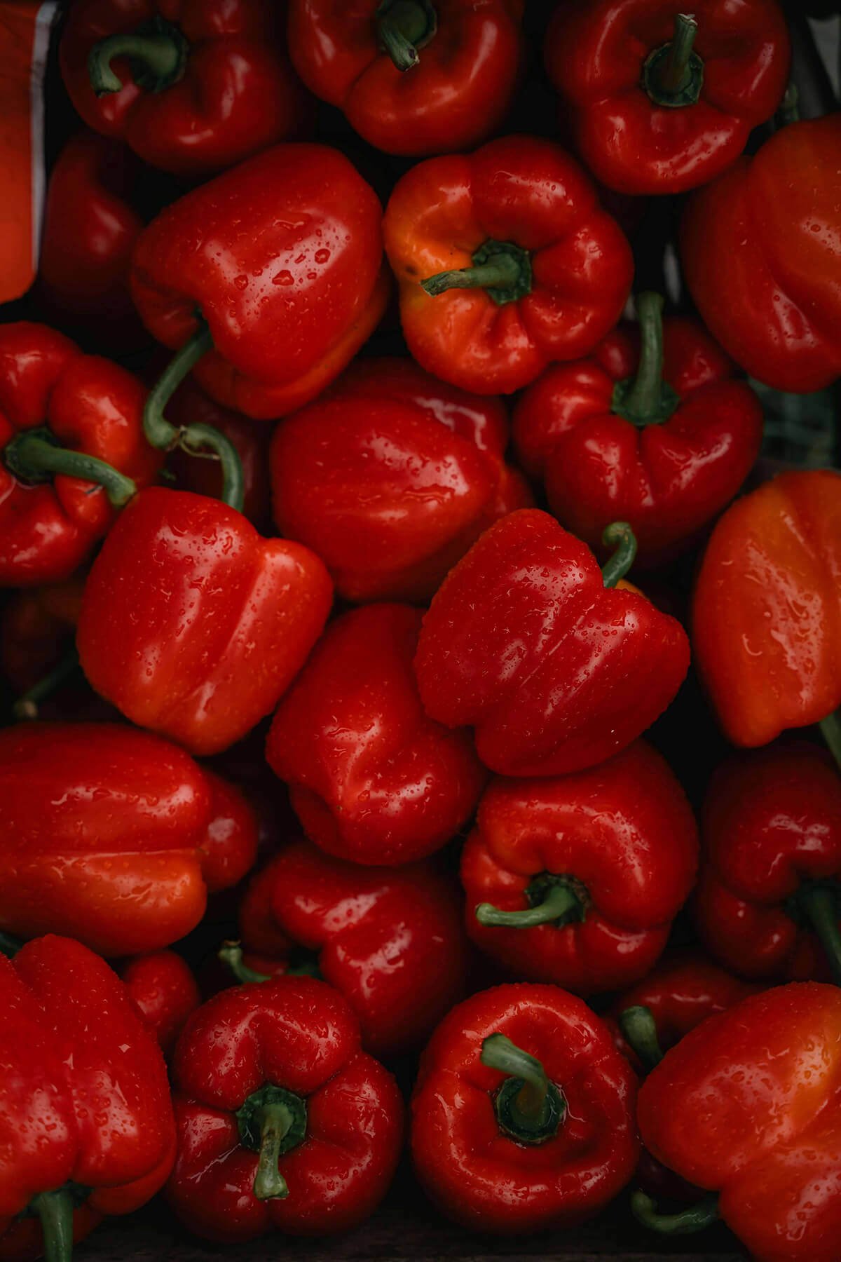 Bell Pepper (Red) Growing