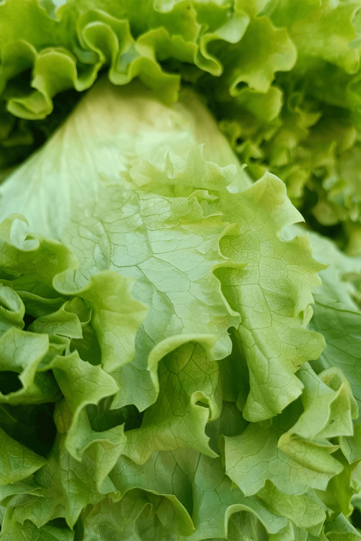 Lettuce (Romaine) Growing