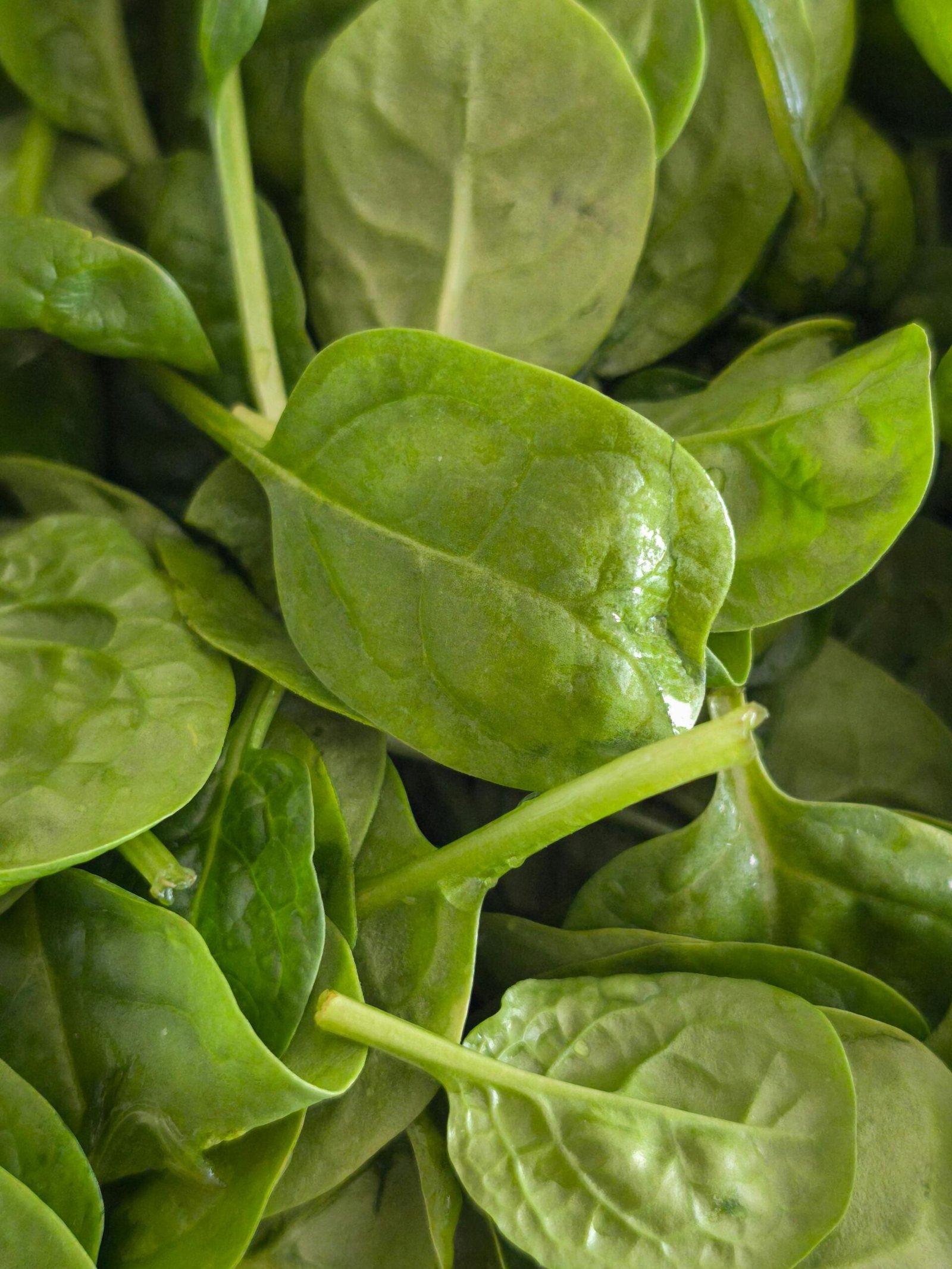 Baby Spinach Growing