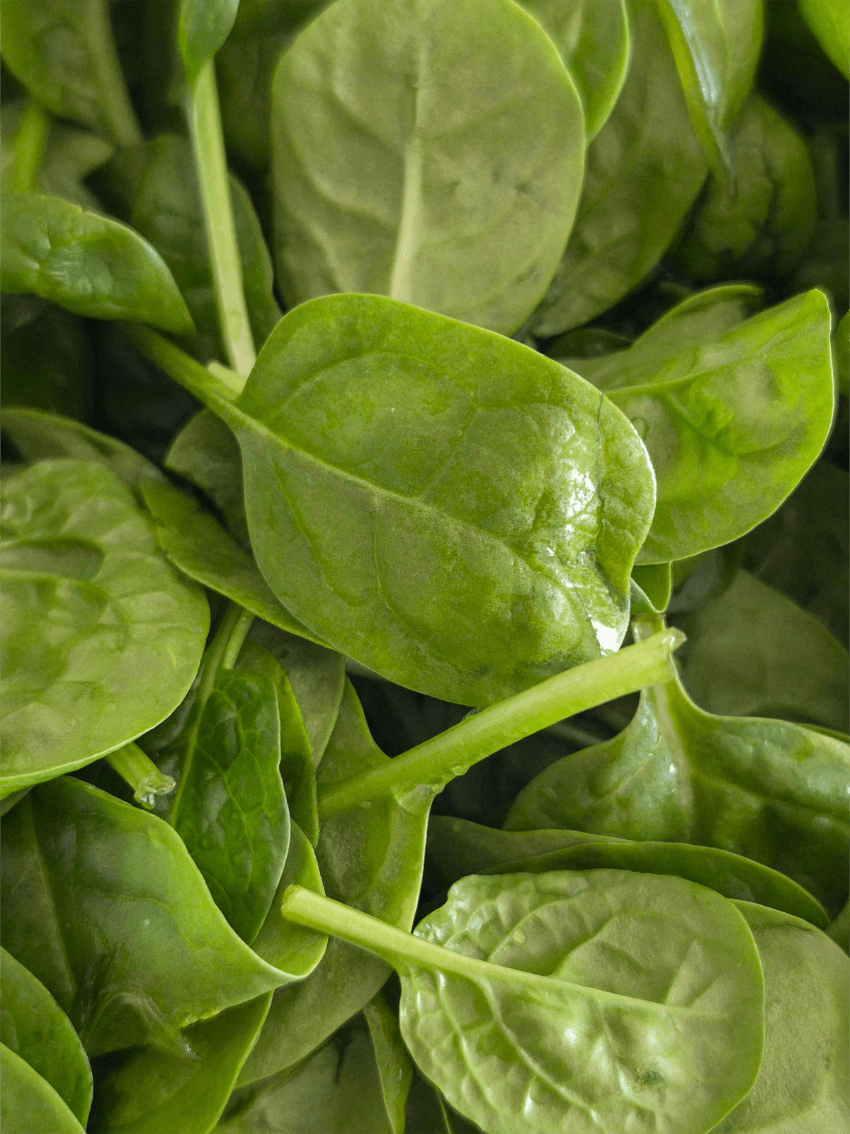 Spinach Growing