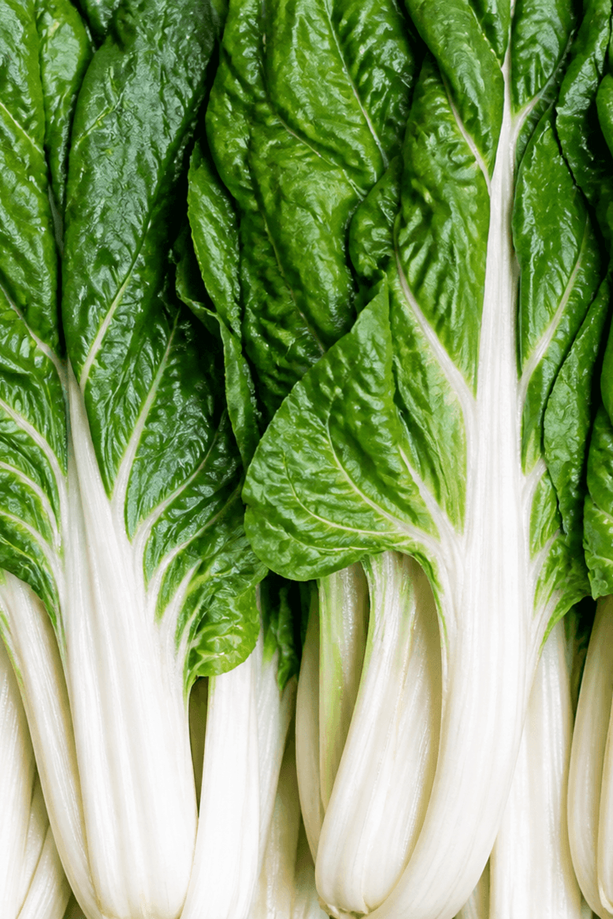 Swiss Chard (Fordhook) Growing