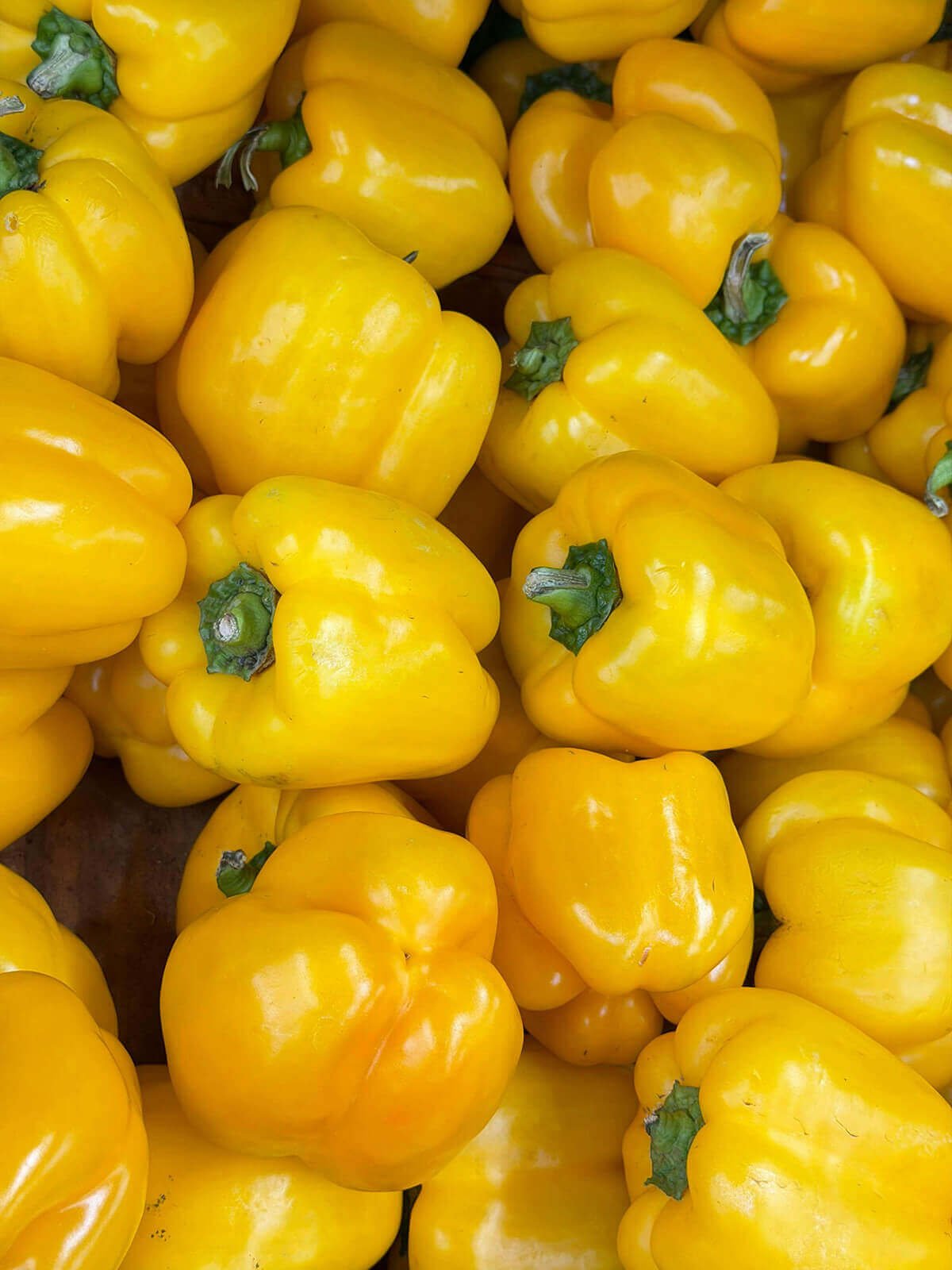 Bell Pepper (Yellow) Growing